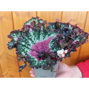Begónia rex (Begonia blad rex) ´PURPLE BLUSH´ - výška 10-15 cm ⌀20 cm, kont. C1L